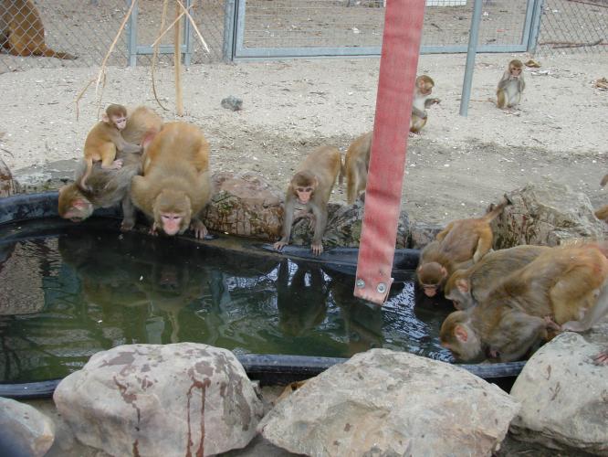 Enrichment | Macaques